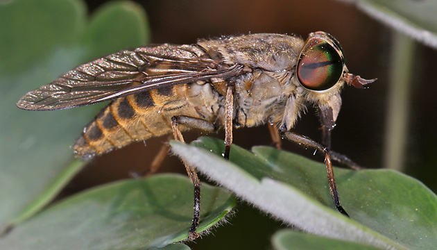 Tabanus bromius