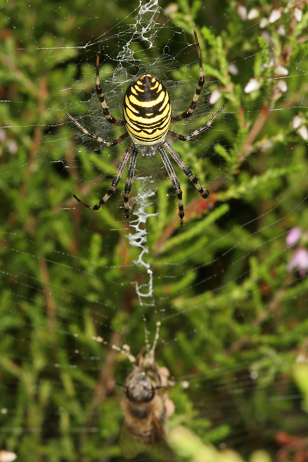 Wespenspinne