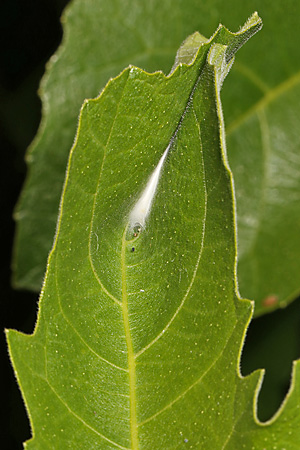 Choreutis nemorata, Gespinst (16.6.2026) Choreutis nemorata