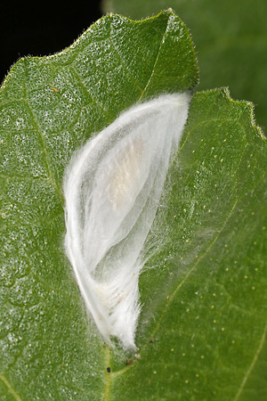 Choreutis nemorata, Gespinst (16.6.2026) Choreutis nemorata