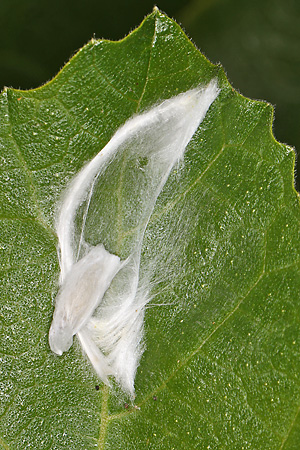 Choreutis nemorata, Raupe im Gespinst (16.6.2026) Choreutis nemorata