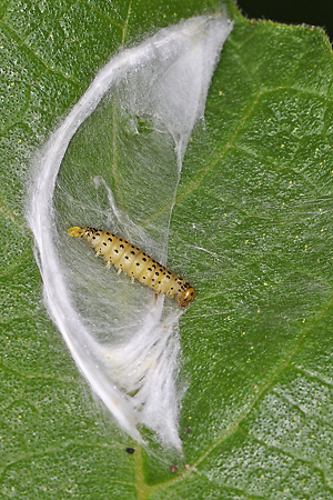 Choreutis nemorata, Raupe auf dem Gespinst (16.6.2026) Choreutis nemorata