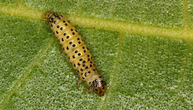 Choreutis nemorata, Raupe (16.6.2026) Choreutis nemorata