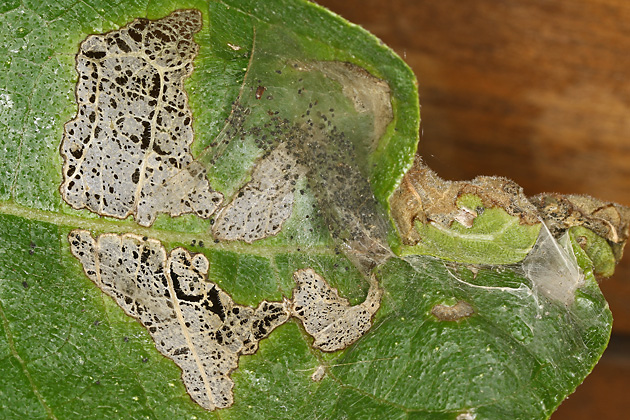Choreutis nemorata, Fraßschäden (5.7.2026) Choreutis nemorata