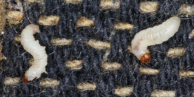 Tineola bisselliella (31.5.2026) Tineola bisselliella