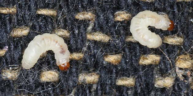 Tineola bisselliella (31.5.2026) Tineola bisselliella