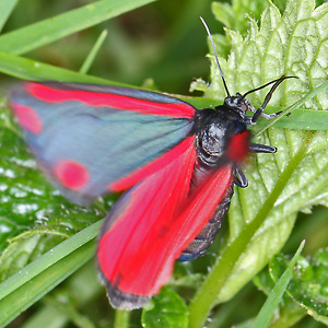 Tyria jacobaeae (4.5.2026) Tyria jacobaeae