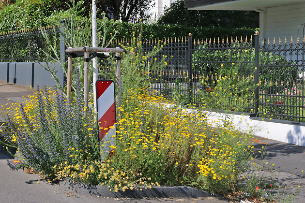 Blütenreich bepflanzte Baumscheibe Bepflanzte Baumscheibe