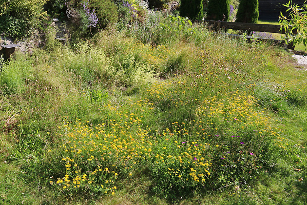 Wiese 2 (21.6.2025) Wiese 2