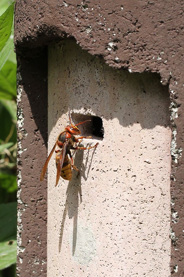 Hummel-Nistkasten mit Hornisse