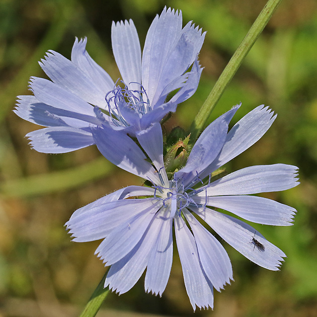 Cichorium intybus