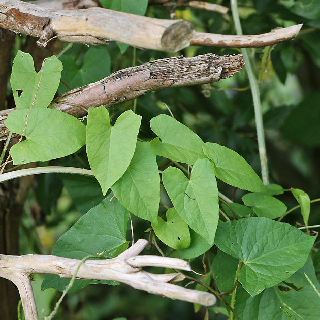 Calystegia sepium