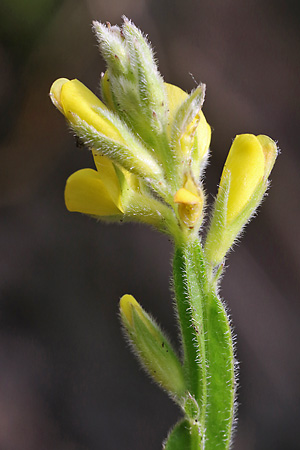 Genista sagittalis
