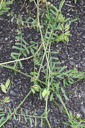 Vicia cracca