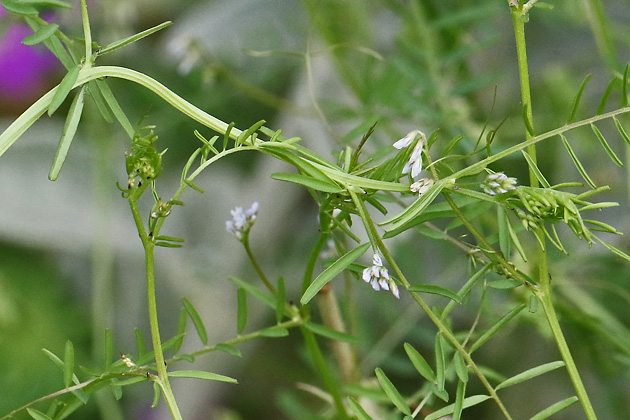 Vicia hirsuta (8.6.2026) Vicia hirsuta