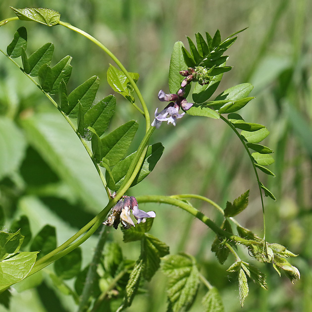 Vicia sepium + Calystegia sepium (22.5.2026) Vicia sepium