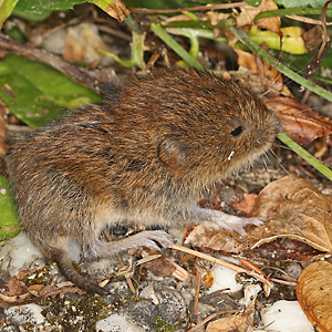 Myodes glareolus, jung