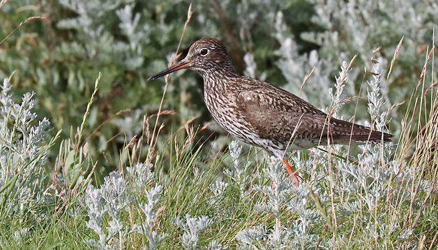 Rotschenkel (Tringa totanus)