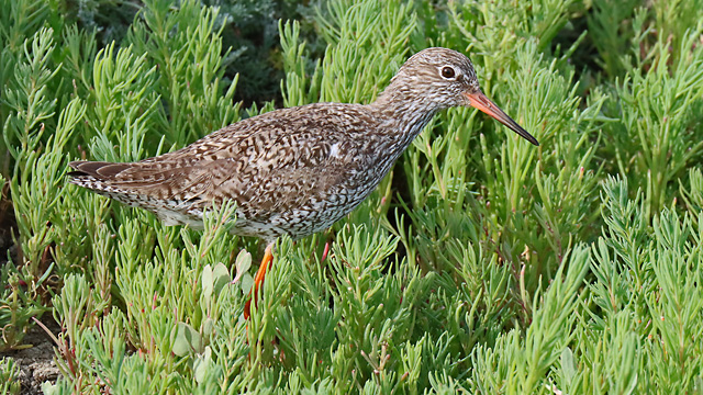 Rotschenkel (Tringa totanus)